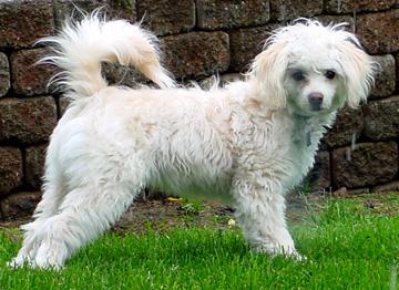 Pixie at 9 months of age